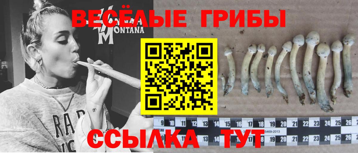 Галлюциногенные грибы MAGIC MUSHROOMS  Псилоцибиновые грибы Psilocybe  Богданович  Вход с VPN 